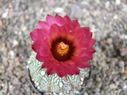 Astrophytum  capricorne X red červený květ, akabana, pot 5,5 cm - 12405482
