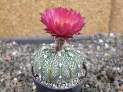 Astrophytum  capricorne X red červený květ, akabana, pot 5,5 cm - 12405483