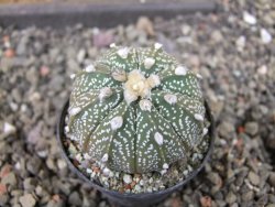 Astrophytum  capricorne X red červený květ, akabana, pot 5,5 cm - 12405484
