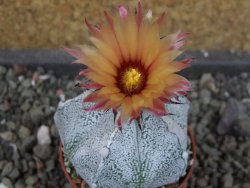Astrophytum  coahuilense X red červený květ, akabana, pot 5,5 cm