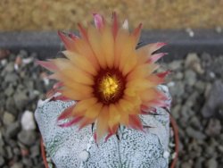 Astrophytum  coahuilense X red červený květ, akabana, pot 5,5 cm - 12405498