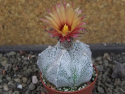 Astrophytum  coahuilense X red červený květ, akabana, pot 5,5 cm - 12405499