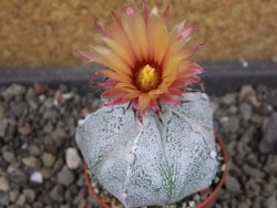 Astrophytum  coahuilense X red červený květ, akabana, pot 5,5 cm - 12405500