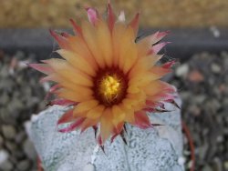 Astrophytum  coahuilense X red červený květ, akabana, pot 5,5 cm - 12405501