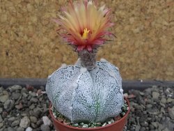 Astrophytum  coahuilense X red červený květ, akabana, pot 5,5 cm - 12405502