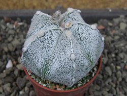 Astrophytum  coahuilense X red červený květ, akabana, pot 5,5 cm - 12405503