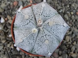 Astrophytum  coahuilense X red červený květ, akabana, pot 5,5 cm - 12405504