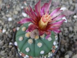 Astrophytum asterias X red červený květ, akabana, pot 5,5 cm - 12405510