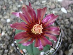 Astrophytum asterias X red červený květ, akabana, pot 5,5 cm