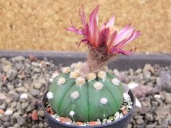 Astrophytum asterias X red červený květ, akabana, pot 5,5 cm - 12405512