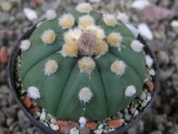 Astrophytum asterias X red červený květ, akabana, pot 5,5 cm - 12405513