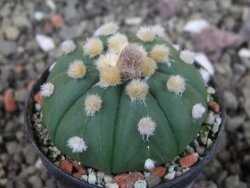 Astrophytum asterias X red červený květ, akabana, pot 5,5 cm - 12405514