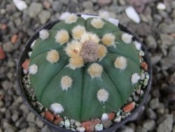 Astrophytum asterias X red červený květ, akabana, pot 5,5 cm - 12405515