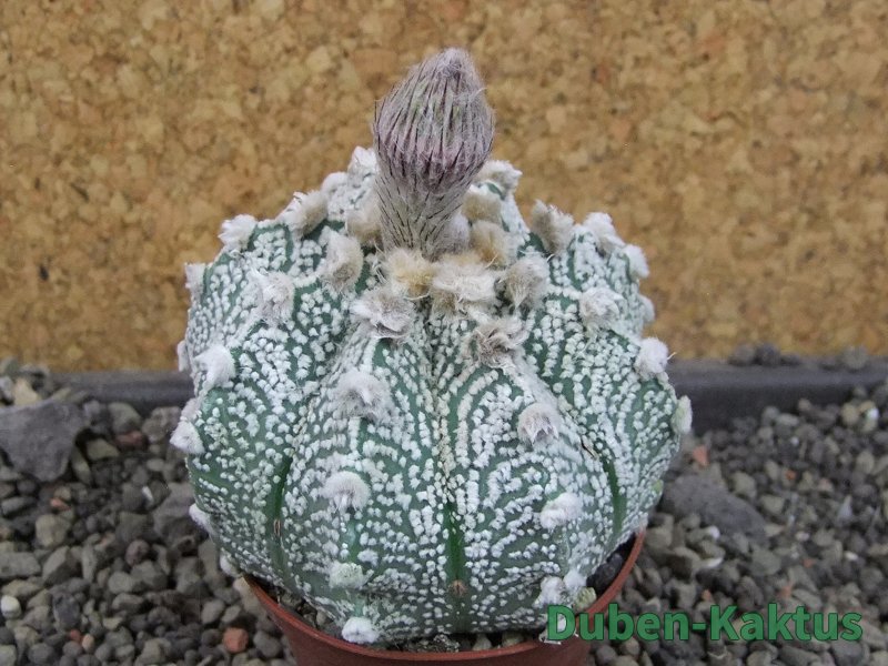 Astrophytum Z Jasenné pot 7 cm