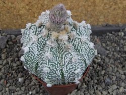Astrophytum Z Jasenné pot 7 cm - 12405550