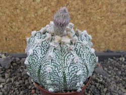 Astrophytum Z Jasenné pot 7 cm