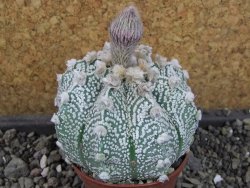 Astrophytum Z Jasenné pot 7 cm - 12405552