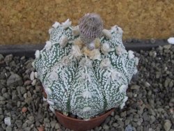 Astrophytum Z Jasenné pot 7 cm - 12405553