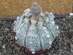 Astrophytum Z Jasenné pot 7 cm - 12405554