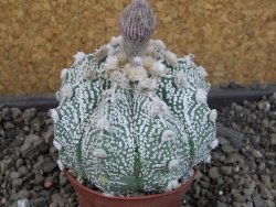 Astrophytum Z Jasenné pot 7 cm - 12405555