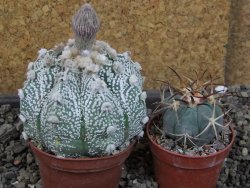 Astrophytum Z Jasenné pot 7 cm - 12405556
