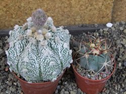 Astrophytum Z Jasenné pot 7 cm - 12405557