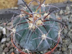 Echinocactus horizonthalonius El Pegueto Icamole pot 5,5 cm