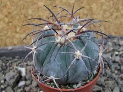 Echinocactus horizonthalonius El Pegueto Icamole pot 5,5 cm - 12405577