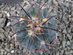 Echinocactus horizonthalonius El Pegueto Icamole pot 5,5 cm - 12405578