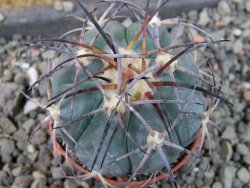 Echinocactus horizonthalonius El Pegueto Icamole pot 5,5 cm - 12405579