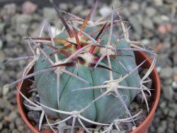 Echinocactus horizonthalonius El Pegueto Icamole pot 5,5 cm