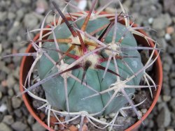 Echinocactus horizonthalonius El Pegueto Icamole pot 5,5 cm - 12405581