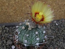 Astrophytum Z Jasenné pot 7 cm