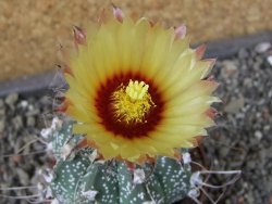 Astrophytum Z Jasenné pot 7 cm - 12405625