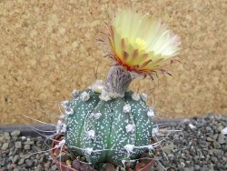 Astrophytum Z Jasenné pot 7 cm - 12405626