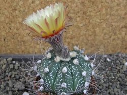 Astrophytum Z Jasenné pot 7 cm - 12405627