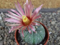Astrophytum asterias X red červený květ, akabana, pot 5,5 cm
