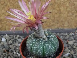 Astrophytum asterias X red červený květ, akabana, pot 5,5 cm - 12405639