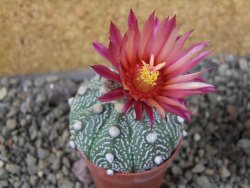 Astrophytum asterias X red červený květ, akabana, pot 5,5 cm - 12405649