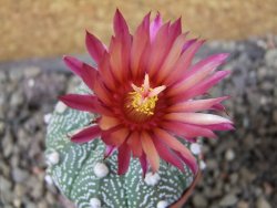 Astrophytum asterias X red červený květ, akabana, pot 5,5 cm