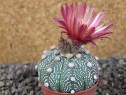 Astrophytum asterias X red červený květ, akabana, pot 5,5 cm - 12405651