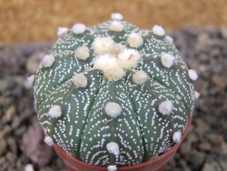 Astrophytum asterias X red červený květ, akabana, pot 5,5 cm - 12405652