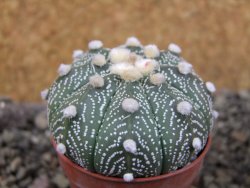 Astrophytum asterias X red červený květ, akabana, pot 5,5 cm - 12405653