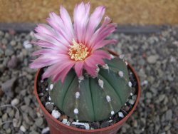 Astrophytum asterias nudum X red červený květ, akabana, pot 5,5 cm