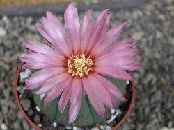 Astrophytum asterias nudum X red červený květ, akabana, pot 5,5 cm - 12405655