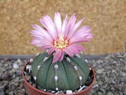Astrophytum asterias nudum X red červený květ, akabana, pot 5,5 cm - 12405656