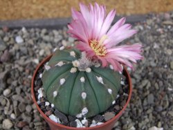 Astrophytum asterias nudum X red červený květ, akabana, pot 5,5 cm - 12405657