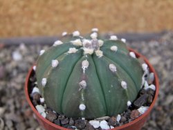 Astrophytum asterias nudum X red červený květ, akabana, pot 5,5 cm - 12405658