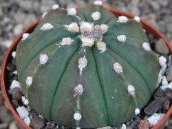 Astrophytum asterias nudum X red červený květ, akabana, pot 5,5 cm - 12405659