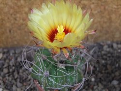 Astrophytum Z Jasenné (niveum), pot 5,5 cm